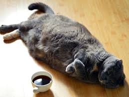Along the way, you have to make hundreds of decisions for your pet. Edina Pets Edina Mn Patch