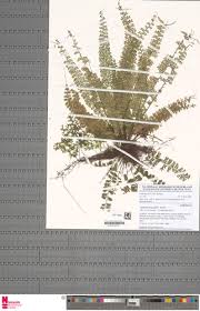 Image result for Asplenium dregeanum