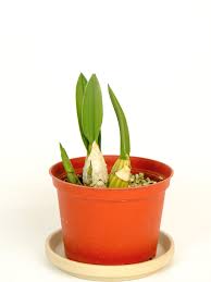 Image result for Eulophia sp. nov.