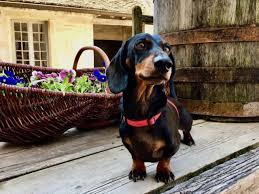 7 Tips For Travelling Internationally With A Dog Travelnuity