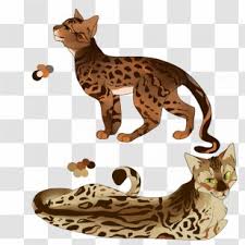 Jean mill of california is given credit for the modern bengal breed. Bengal Cat Toyger California Spangled Ocicat Sokoke Wildcat Wild Transparent Png