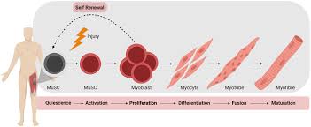 There are 3 professionals named brett bersani, who use linkedin to exchange information, ideas, and opportunities. Frontiers The Microenvironment Is A Critical Regulator Of Muscle Stem Cell Activation And Proliferation Cell And Developmental Biology