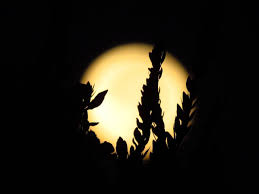 The stars are moving towards that moon. Inspirational Quotes Exquisite Morning Moon Daily Inspired Life