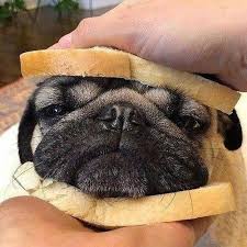 Photo Pugs Funny Baby Pugs Cute Animals