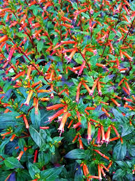 Image result for Cuphea