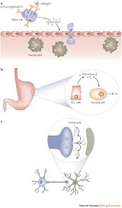 Image result for Histamine