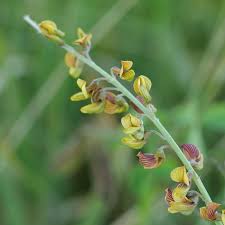 Image result for Crotalaria lanceolata