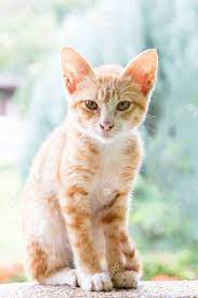 Otrzymaj 11.400 s stockowego materiału wideo brown puppy and white kitten z 25 kl./s. Small Cat Kitten Light Brown And White Stock Photo Picture And Royalty Free Image Image 30278228