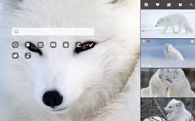 Arctic Fox Hd Wallpapers New Tab Theme