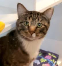 They will certainly call your vet for any sort of pets that. Bengal Rescue Cats For Adoption Near Minneapolis Minnesota Petcurious