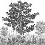 Image result for Gardenia imperialis