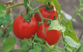 Avem atat soiuri de rosiiextratimpurii, dar si soiuri de tomate pentru solar sau soiuri de rosii pentru. Soiuri Romanesti De Tomate Recomandate Pentru Spatii Protejate Sau Industrializare Stiriagricole Ro