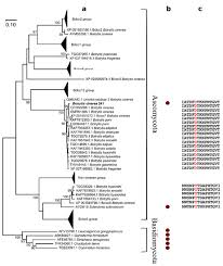 La bloc episodul 345 reality show mp3 duration 35:00 size 80.11 mb / la bloc tv fan 7. Jof Free Full Text Characterization Of A Yellow Laccase From Botrytis Cinerea 241 Html