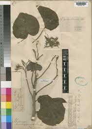 Image result for Ipomoea kituiensis