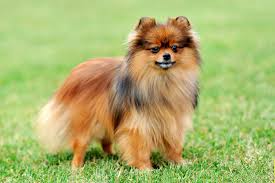 Pomeranian Daha Fazlasi Icin Https Enpati Net Pomeranian Kopek