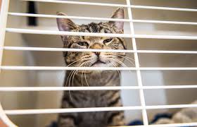 Fip is much more prevalent in. It S Kitten Adoption Season What To Consider Before You Pounce The Seattle Times