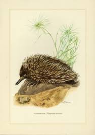 Short Beaked Echidna Vintage Lithograph From 1956 Etsy Lithograph Vintage Prints Echidna