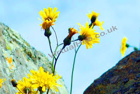 Learn to tell which is which with our visual guide to 10 of the most commonly encountered uk species. Hawkweed Western Isles Wildflowers Yellow Flowers Of The Hebrides