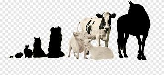 Human/cow hybrids being produced on south dakota farm. Cattle Horse Camel Goat Fur Horse Horse Mammal Png Pngegg