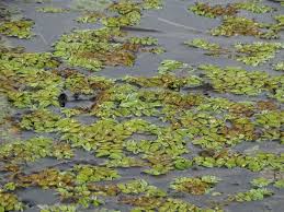 Image result for Salvinia hastata