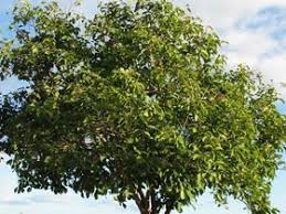 Image result for Sapindus