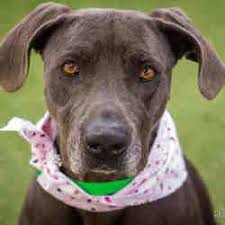 Available Pets At Maricopa County Animal Care Control West Animal Shelter In Phoenix Arizona Pets Animal Shelter Animals