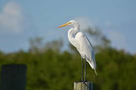All feathers on great egrets are white. Egret Crane Or Heron How To Tell Which Bird You Have Seen Dickinson County Conservation Board