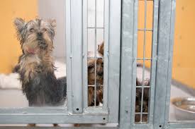 Las vegas rescue center is a no kill 501c3 animal rescue helping homeless animals that find themselves in the shelter system, owners that can not keep their pets anymore and found animals where owners can not be located. Rescued Puppies In Gambling Haven Steal Hearts The New York Times