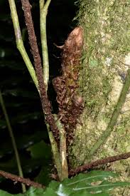 Image result for Lomariopsis warneckei