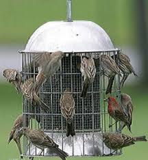 Best Bird Feeders For Small Birds Only Our Super Model Stainless Steel Squirrel Proof Bird Feeder This Is An All Metal Hanging Bird Feeder With Images Squirrel Proof Bird Feeders Bird Feeders Wild Bird Feeders