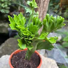 Image result for Polycarpon prostratum