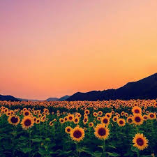 Image Result For Sunflower Aesthetic Landscape Wallpaper Sunflower Wallpaper Nature Photography