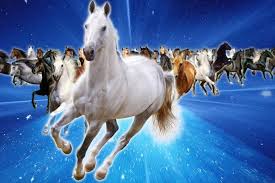 Image result for horses