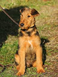 Airedale puppies, young adults for sale. Airedale Terrier Puppies For Sale Pets Lovers