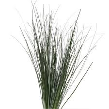 Image result for Chloris roxburghiana