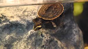 This is a highly aquatic species of turtle, only ever leaving hi i was wondering if anyone knows the max weight that a pink belly sideneck turtle weighs when its fully grown? Red Bellied Short Necked Turtle Facts And Pictures