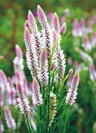 How To Grow Celosia In 2020 Pink Plant Celosia Flower Plants