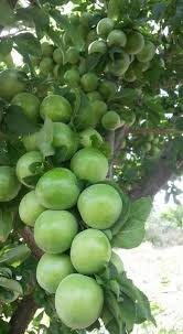 Epingle Sur Les Fruits Et Legumes