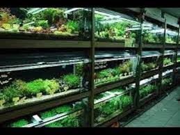 Ketiga tanaman tersebut merupakan jenis tanaman yang umum dan mudah didapat di toko aquascape di daerah jakartadan sekitarnya. Toko Aquascape Terlengkap Youtube