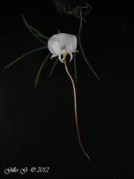 Image result for Angraecum sacciferum
