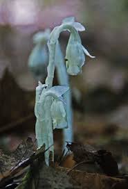 Image result for Kohautia microflora