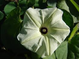 Image result for Ipomoea obscura
