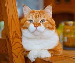 milye foto kota po klichke dzhindzher kotoryj ochen lyubit sneg in 2021 ginger cats cats orange tabby cats