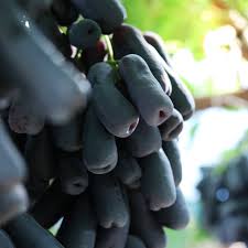 Updated 01/06/20 anyone who's ever been to south africa is familiar with the big five. Exsa Europe Our Favorite Grape Variety Is Back In Town Facebook