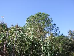 Image result for Cenchrus purpureus