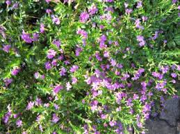 Check spelling or type a new query. Purple Colour Therapy From Your Garden Calming Relaxing Nimadesriandani