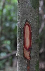 Image result for Peraceae