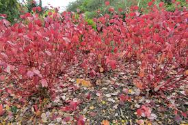 Image result for Cornus