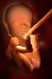 Pin On Pregnancy Week By Week