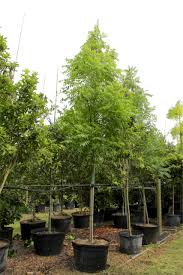 Image result for Azadirachta indica